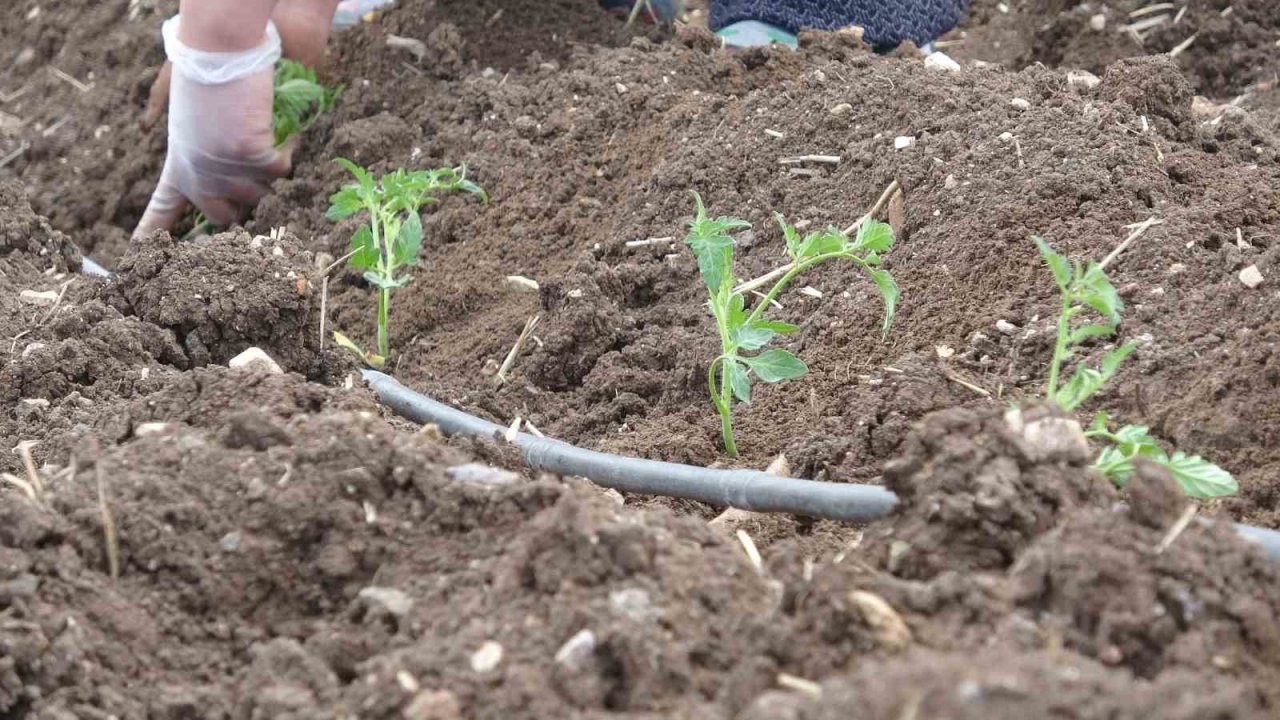Kilisin en küçük ilçesi Polateli’nde domates fidesi toprakla buluştu