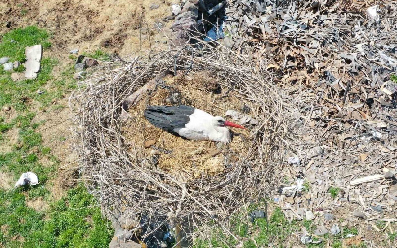 Göçmen Leylekler Hürmetçi Sazlığı’nda