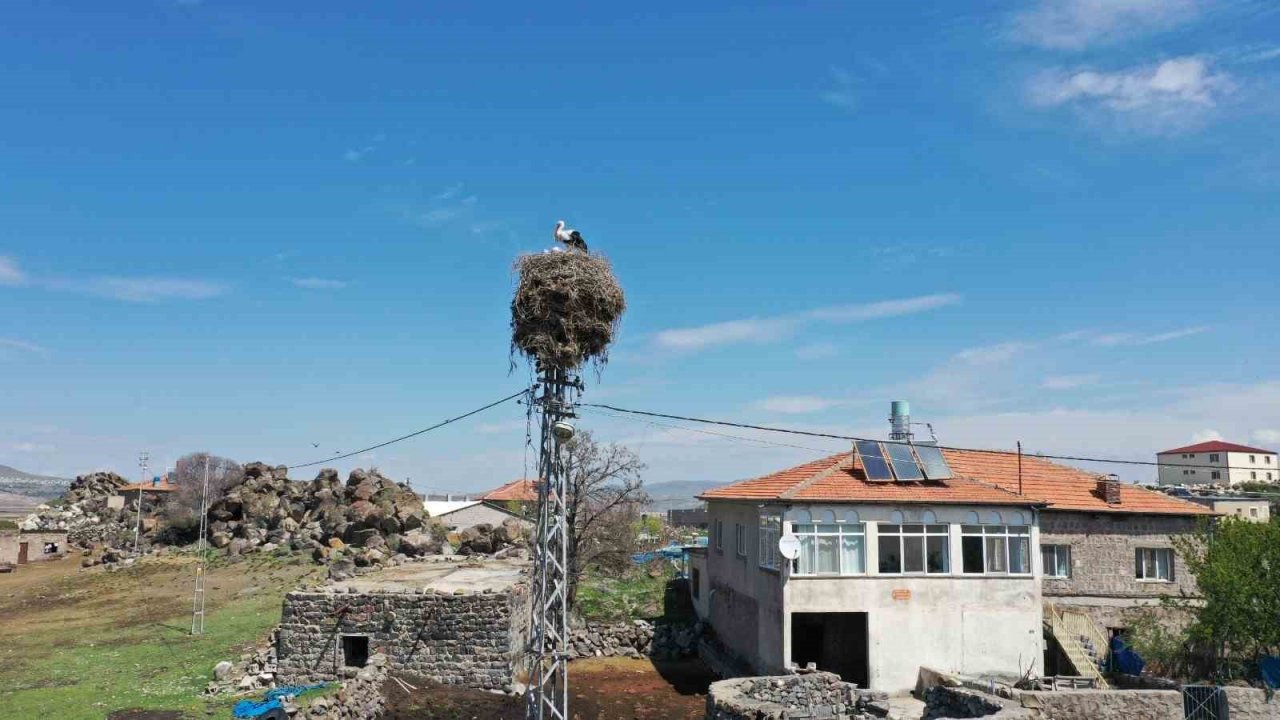 Göçmen Leylekler Hürmetçi Sazlığı’nda