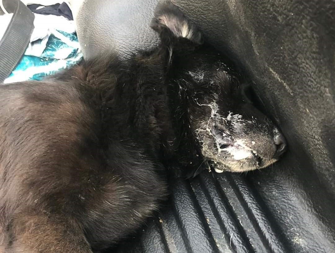 Zehirlenen köpek kurtarılamadı