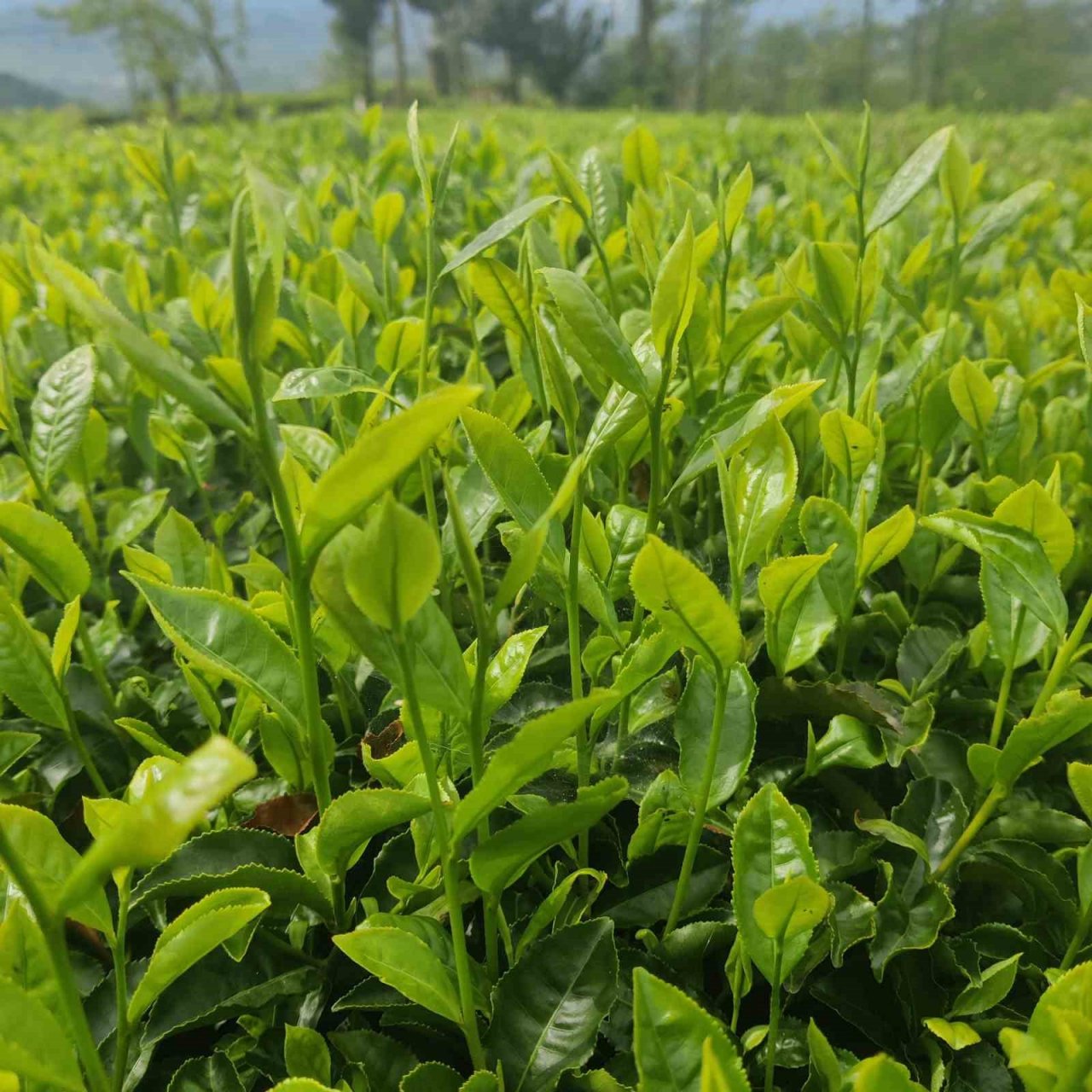 Of Ziraat Odası Başkanı Saral: "Yaş çay fiyatı bu yıl en az 15 olmalı"