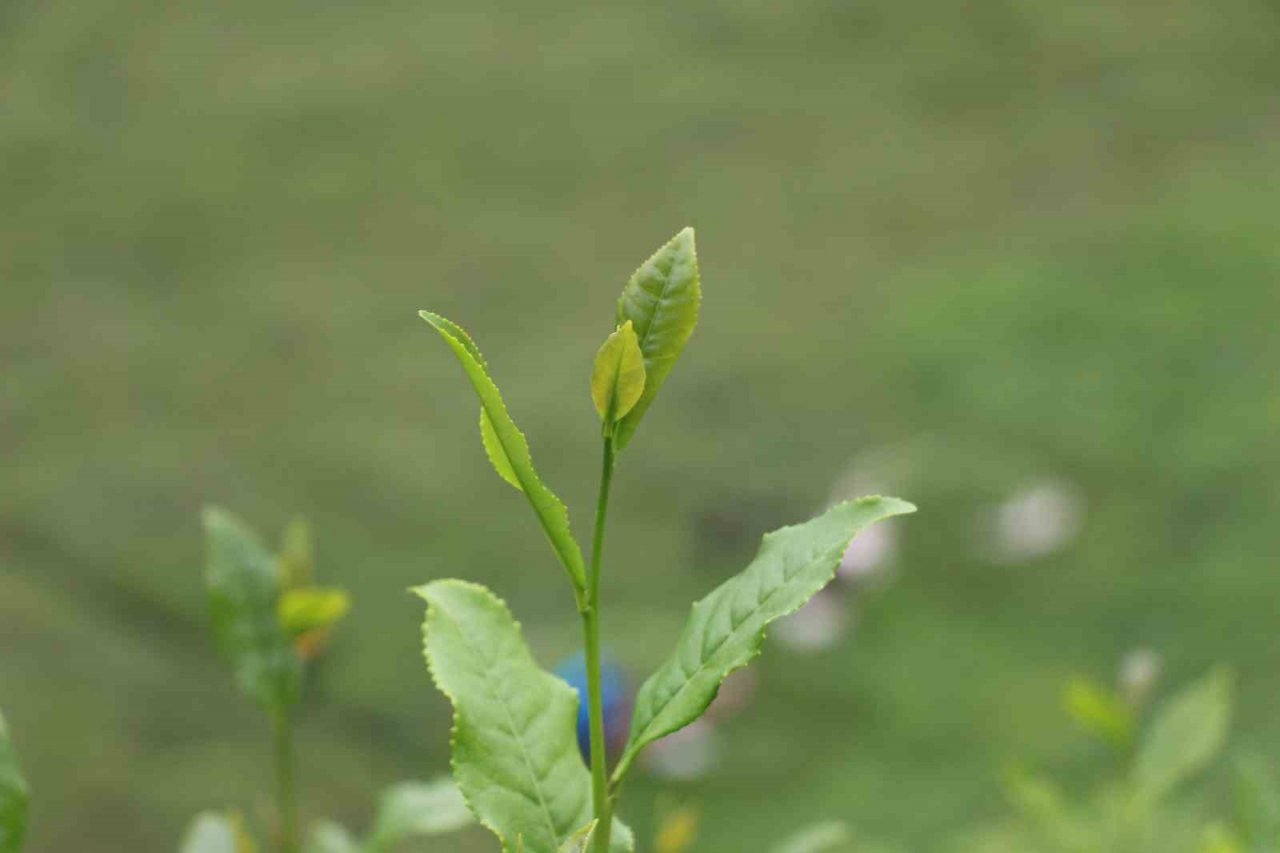 Of Ziraat Odası Başkanı Saral: "Yaş çay fiyatı bu yıl en az 15 olmalı"