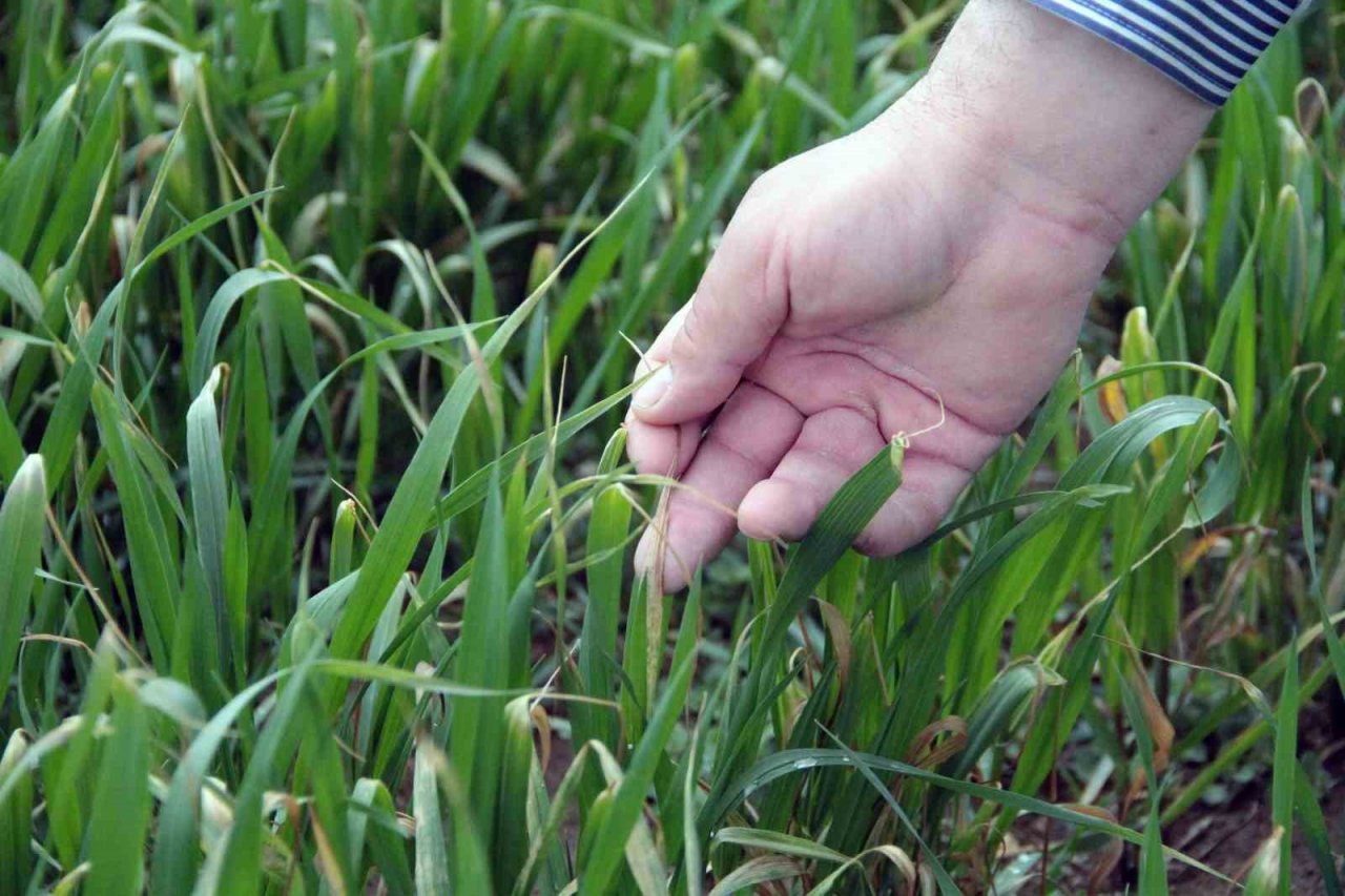 Tarımsal sulama ücretinin yüzde 50’sini devlet karşılayacak