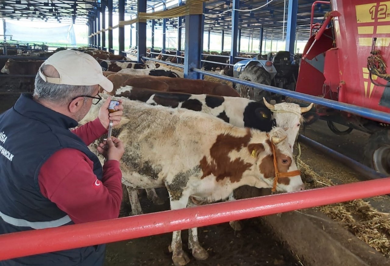 Manisa’da hayvan hareketleri kısıtlaması 28 Nisan’da sona eriyor