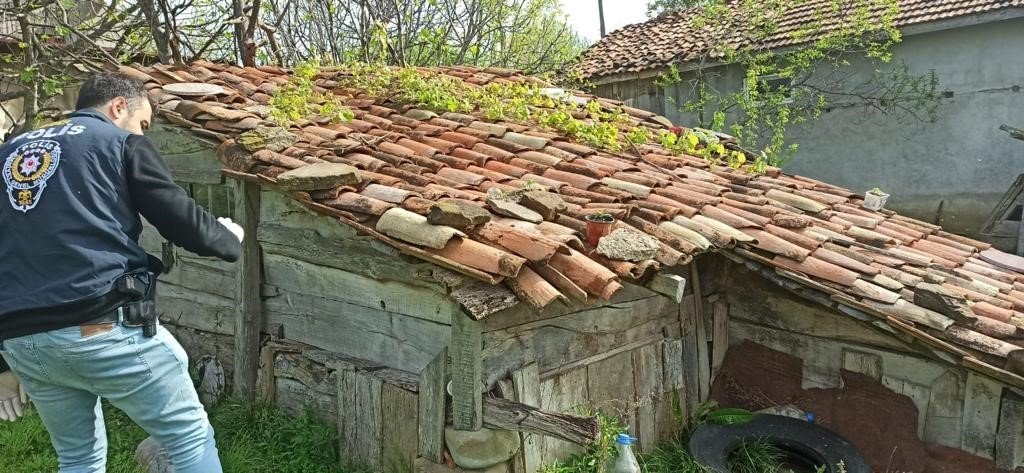 Bahçesindeki saksılarda kenevir yetiştiren şüpheli tutuklandı