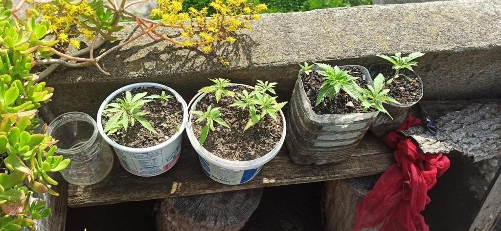 Bahçesindeki saksılarda kenevir yetiştiren şüpheli tutuklandı