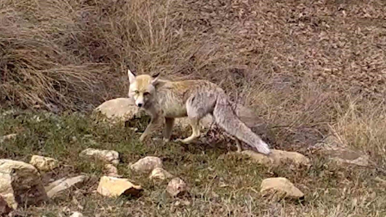 Bozkırın yaban hayatı fotokapanda