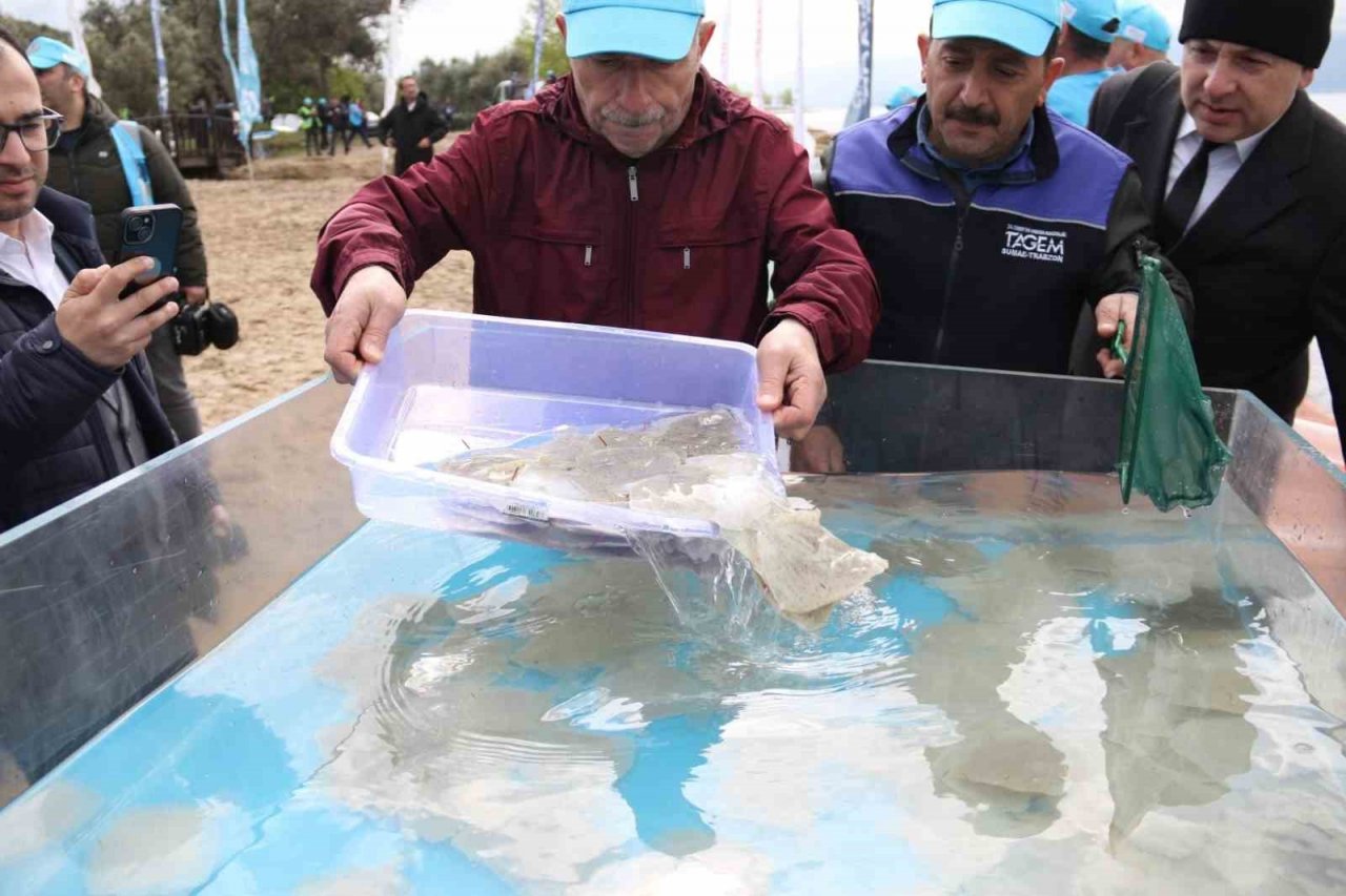 Binlerce yavru balık İzmit Körfezi’ne salındı: Adım adım izlenecekler