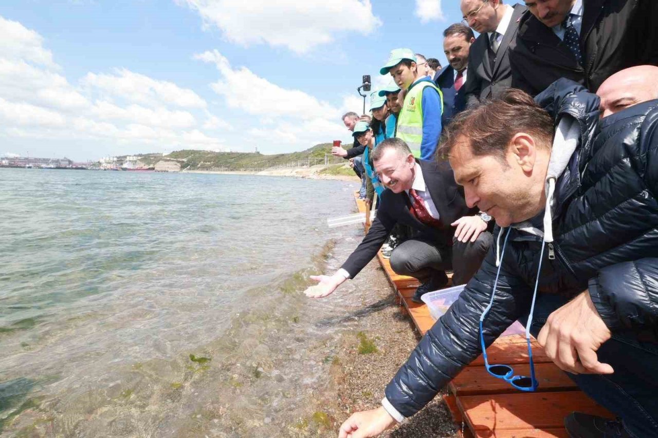 Binlerce yavru balık İzmit Körfezi’ne salındı: Adım adım izlenecekler