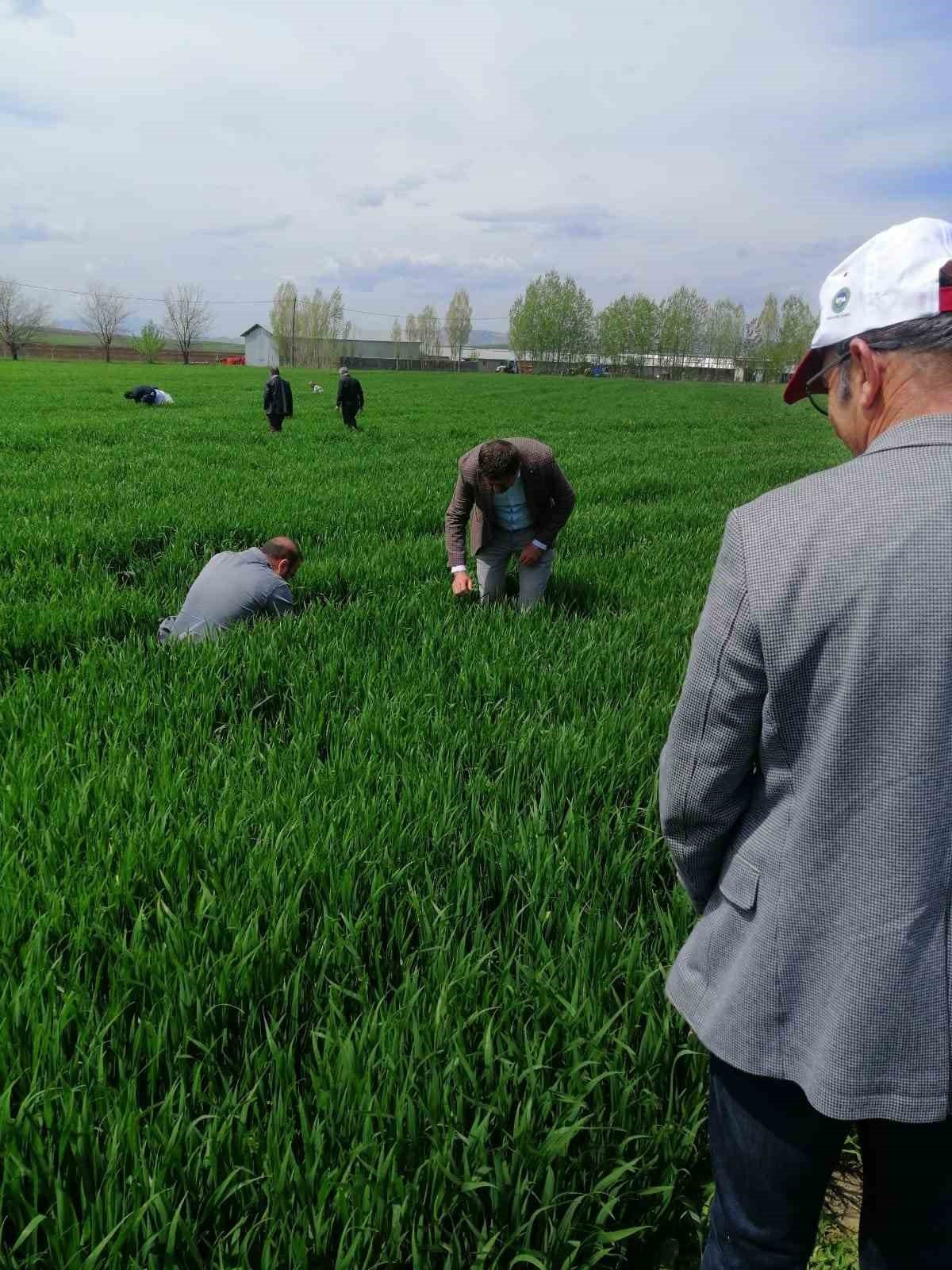 Elazığ’da hububat alanlarında süne incelemesi yapıldı