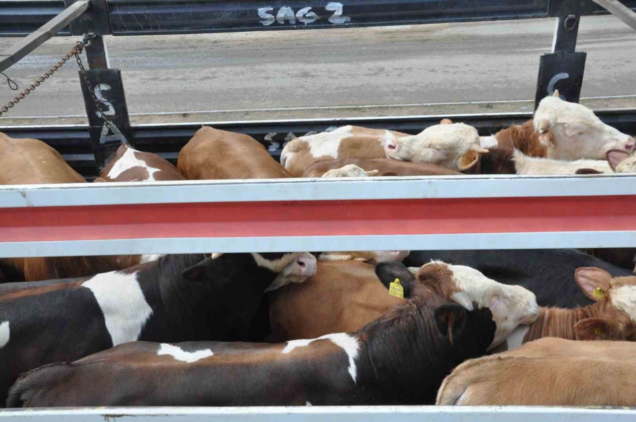 Kars’ta Hayvan Pazarı’nda ilk gün bereketi