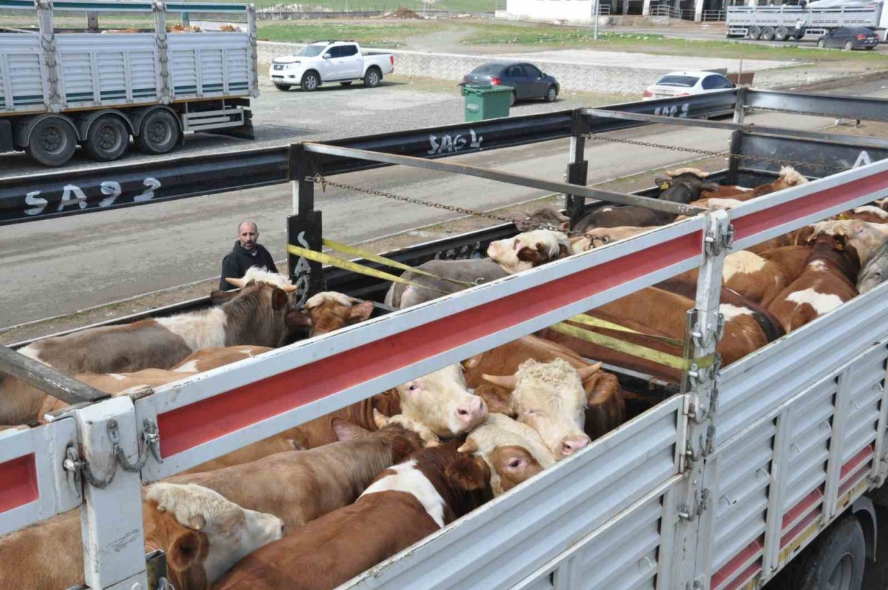 Kars’ta Hayvan Pazarı’nda ilk gün bereketi