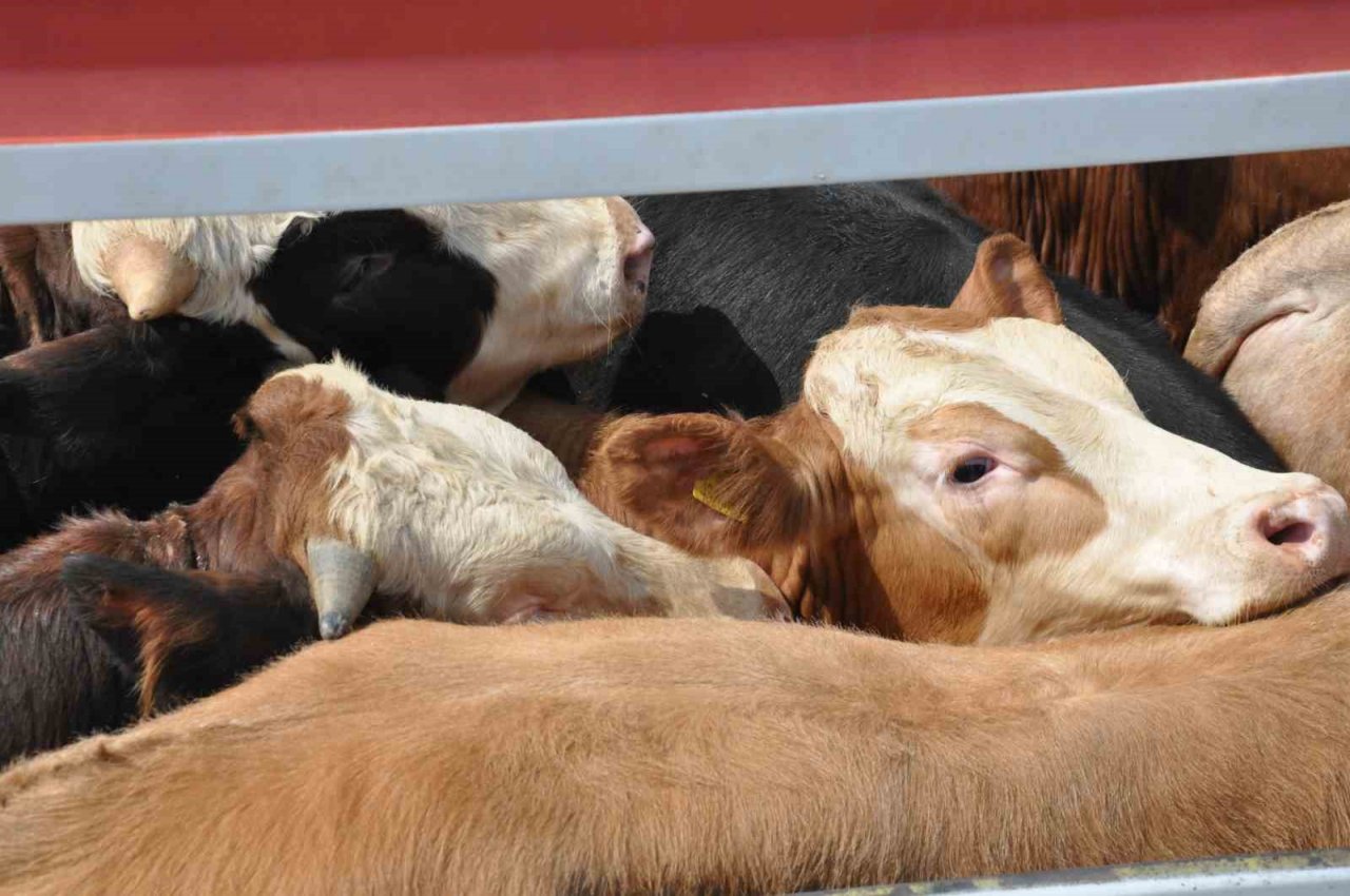 Kars’ta Hayvan Pazarı’nda ilk gün bereketi