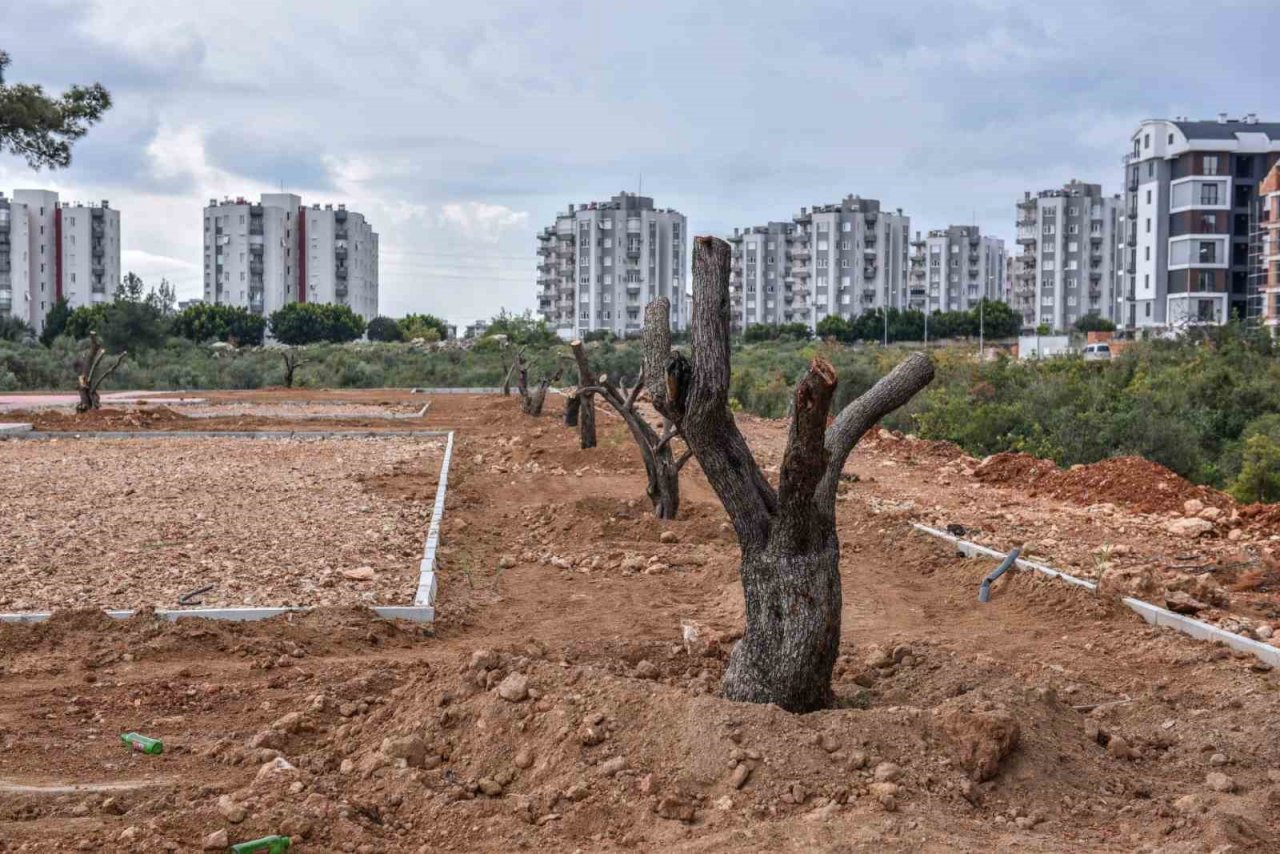 Kepez Çankaya’ya zeytin temalı park