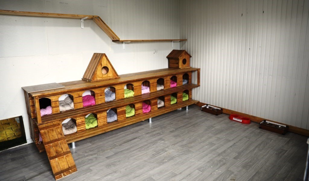 Küçük Dostlar Kedi Kasabası Açılıyor