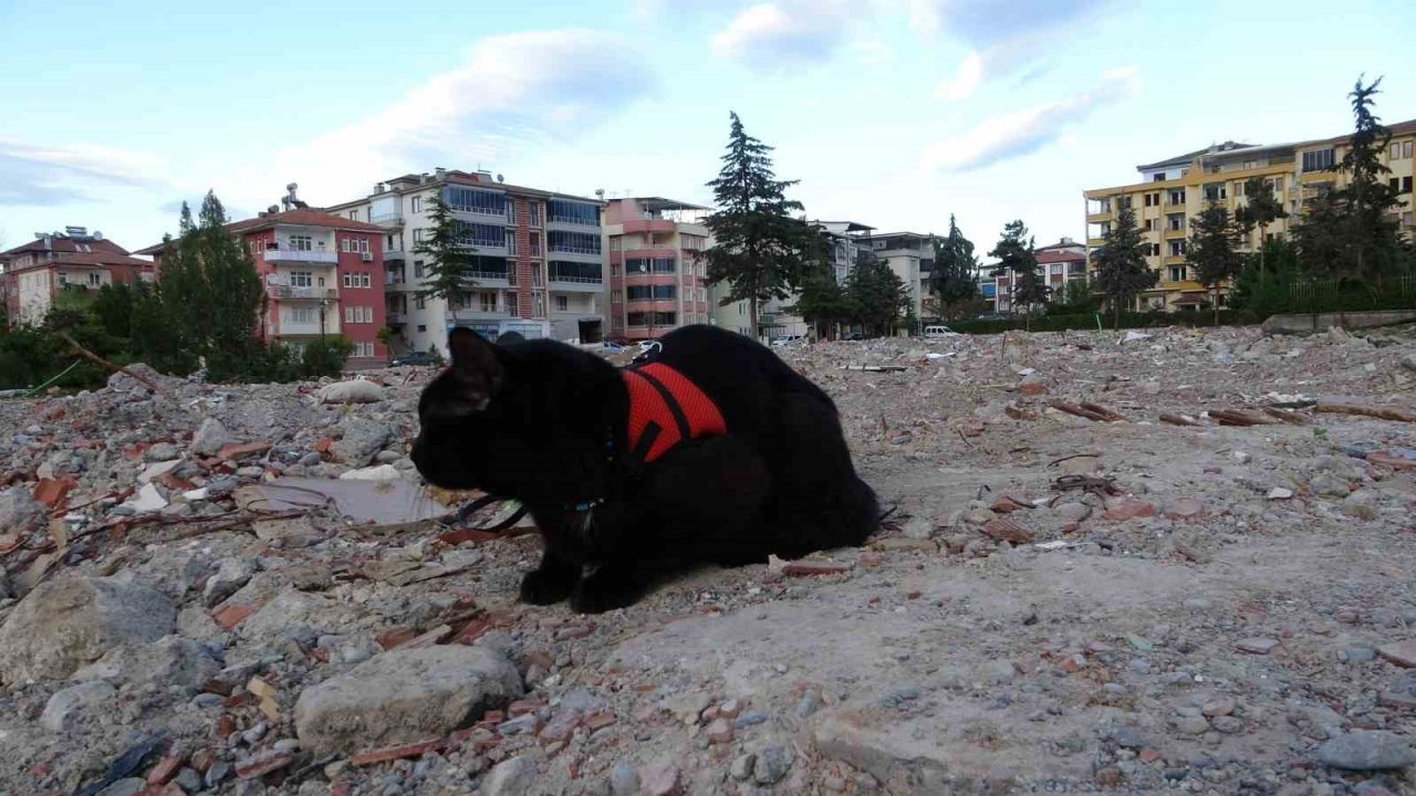 Depremde yıkılan evinin enkazında 11 gün sonra bulunan kedisine gözü gibi bakıyor
