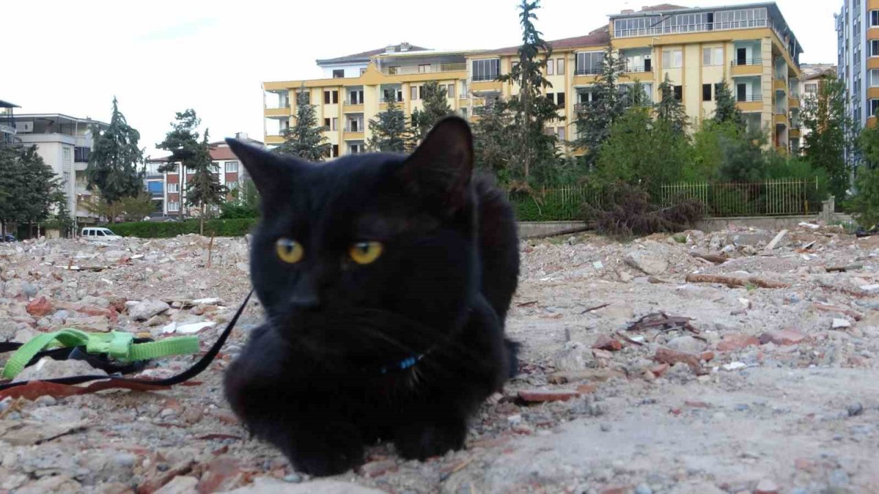 Depremde yıkılan evinin enkazında 11 gün sonra bulunan kedisine gözü gibi bakıyor