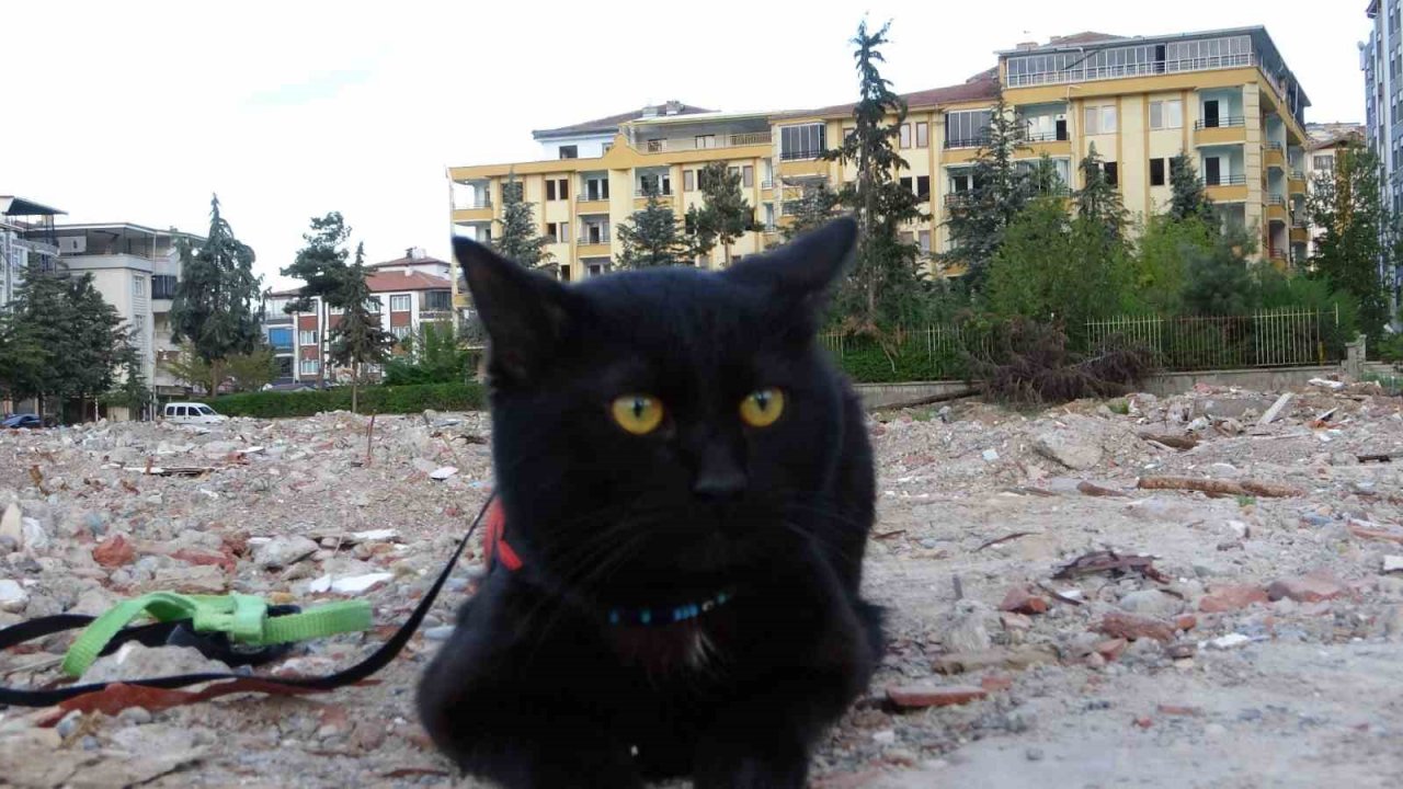 Depremde yıkılan evinin enkazında 11 gün sonra bulunan kedisine gözü gibi bakıyor