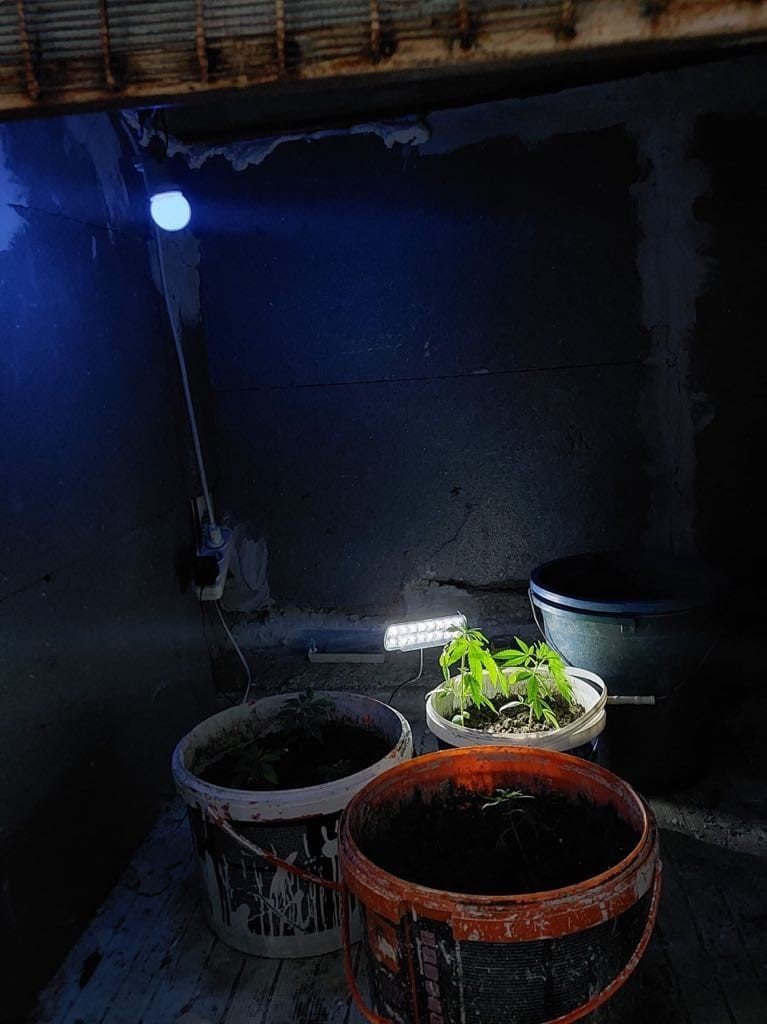 Çatı katında kenevir yetiştiren iki kişi yakalandı