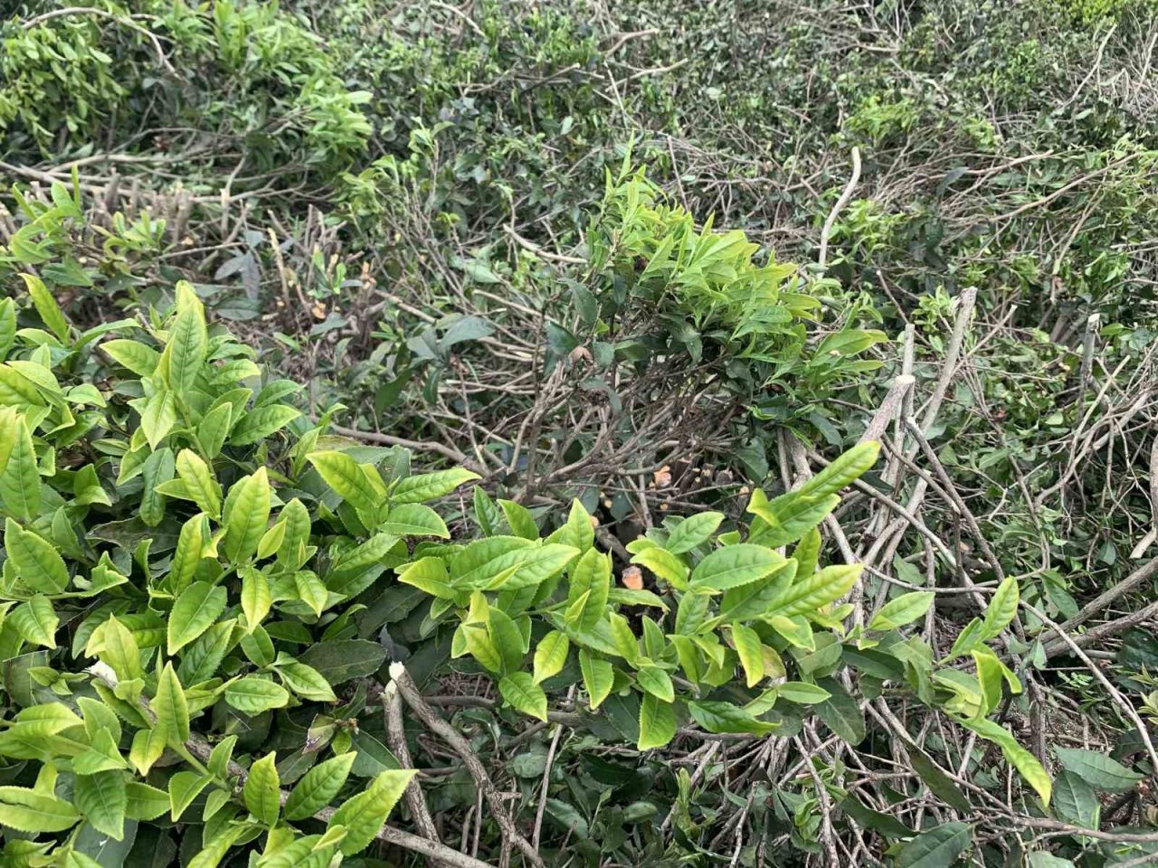 Çay üreticilerinden çay budama tepkisi