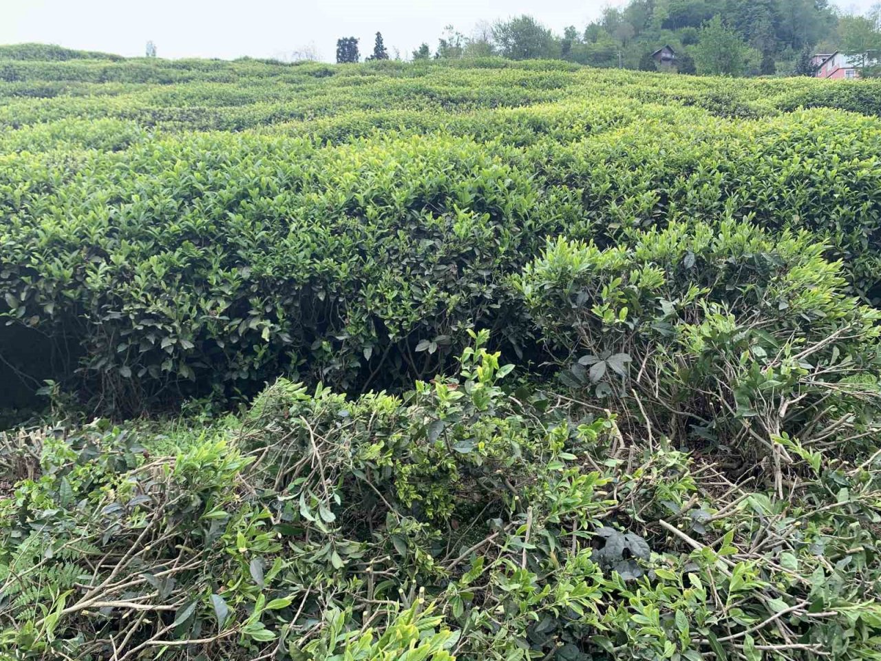 Çay üreticilerinden çay budama tepkisi