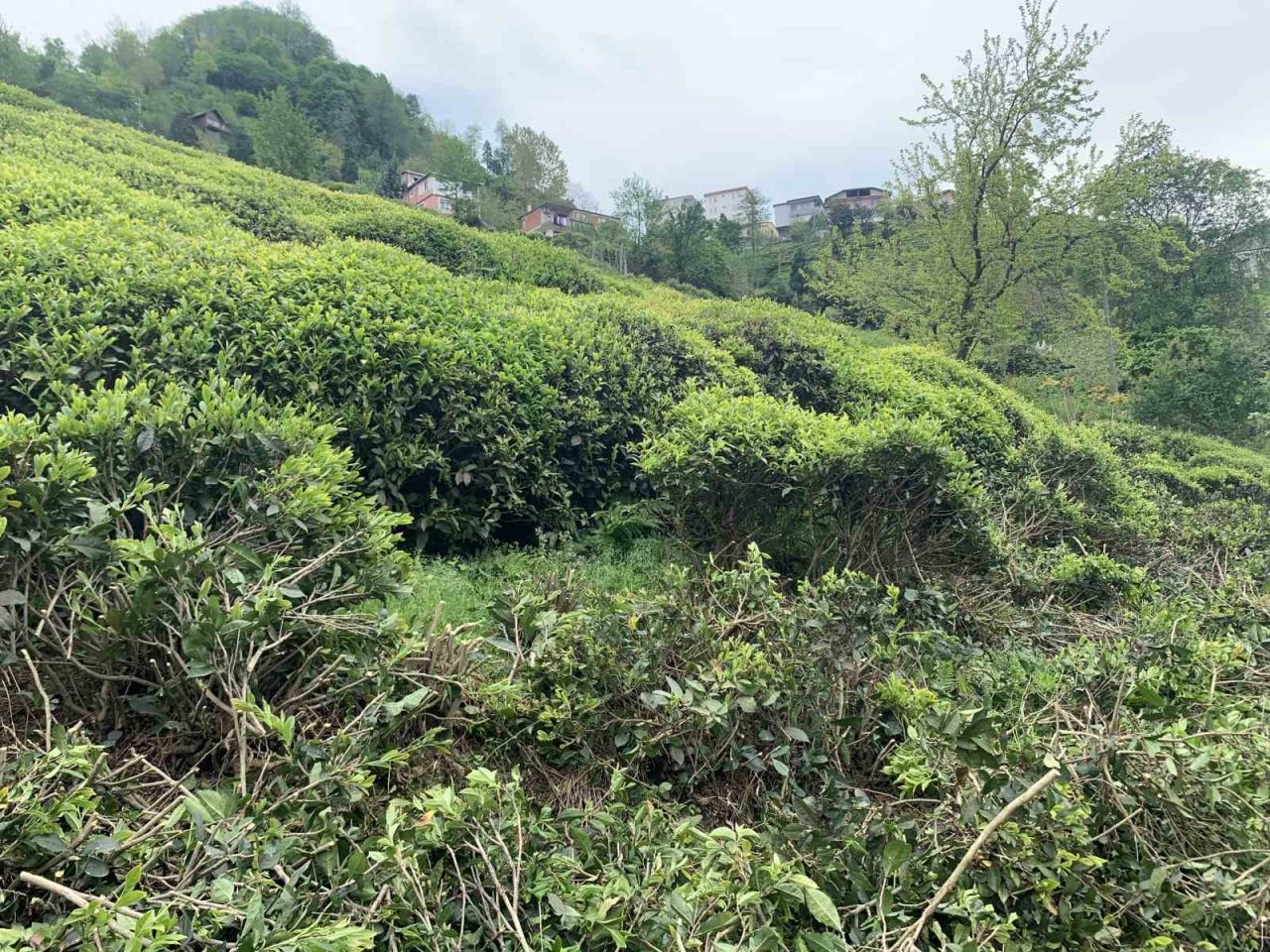 Çay üreticilerinden çay budama tepkisi