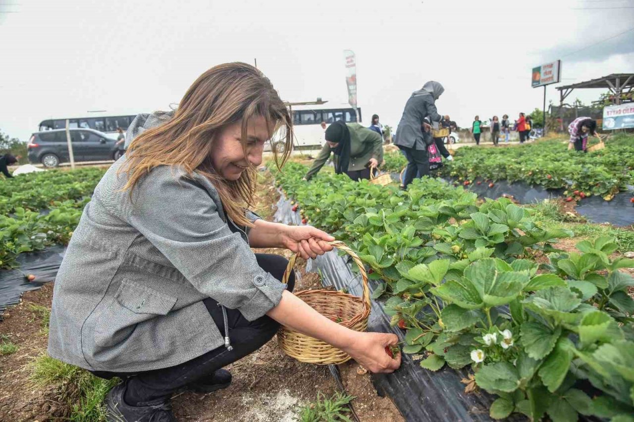 Adana Büyükşehir Belediyesi ve IOM işbirliğinde çilek hasadı etkinliği düzenlendi