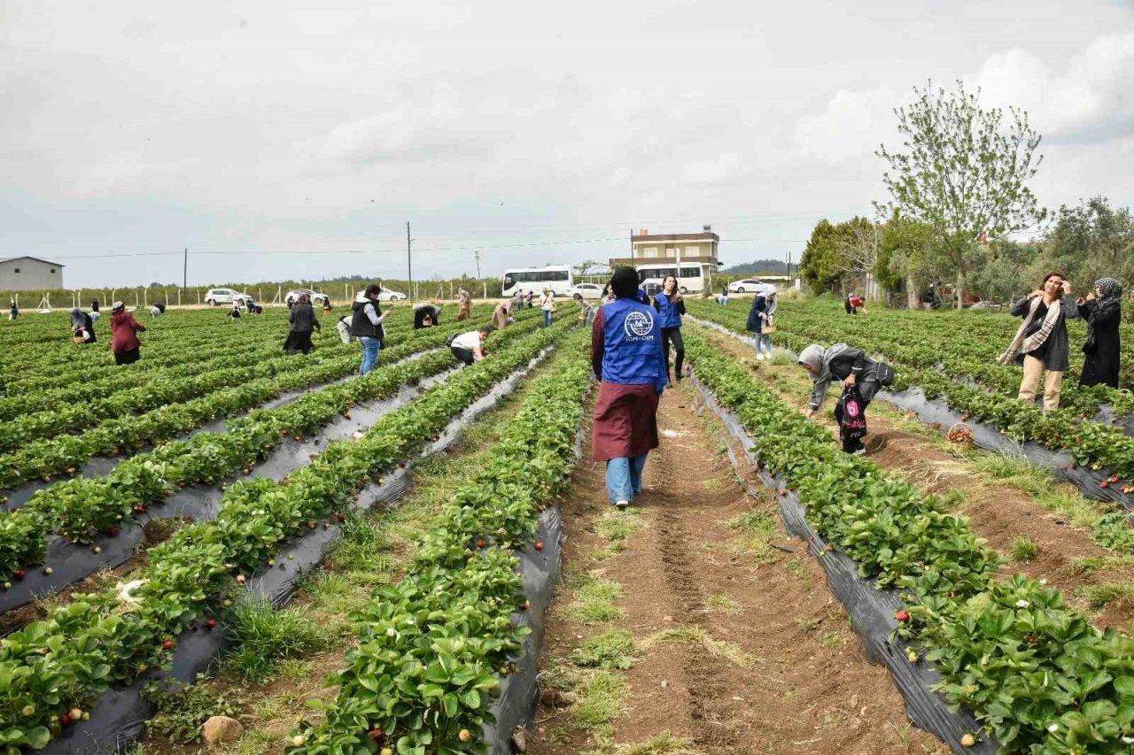 Adana Büyükşehir Belediyesi ve IOM işbirliğinde çilek hasadı etkinliği düzenlendi