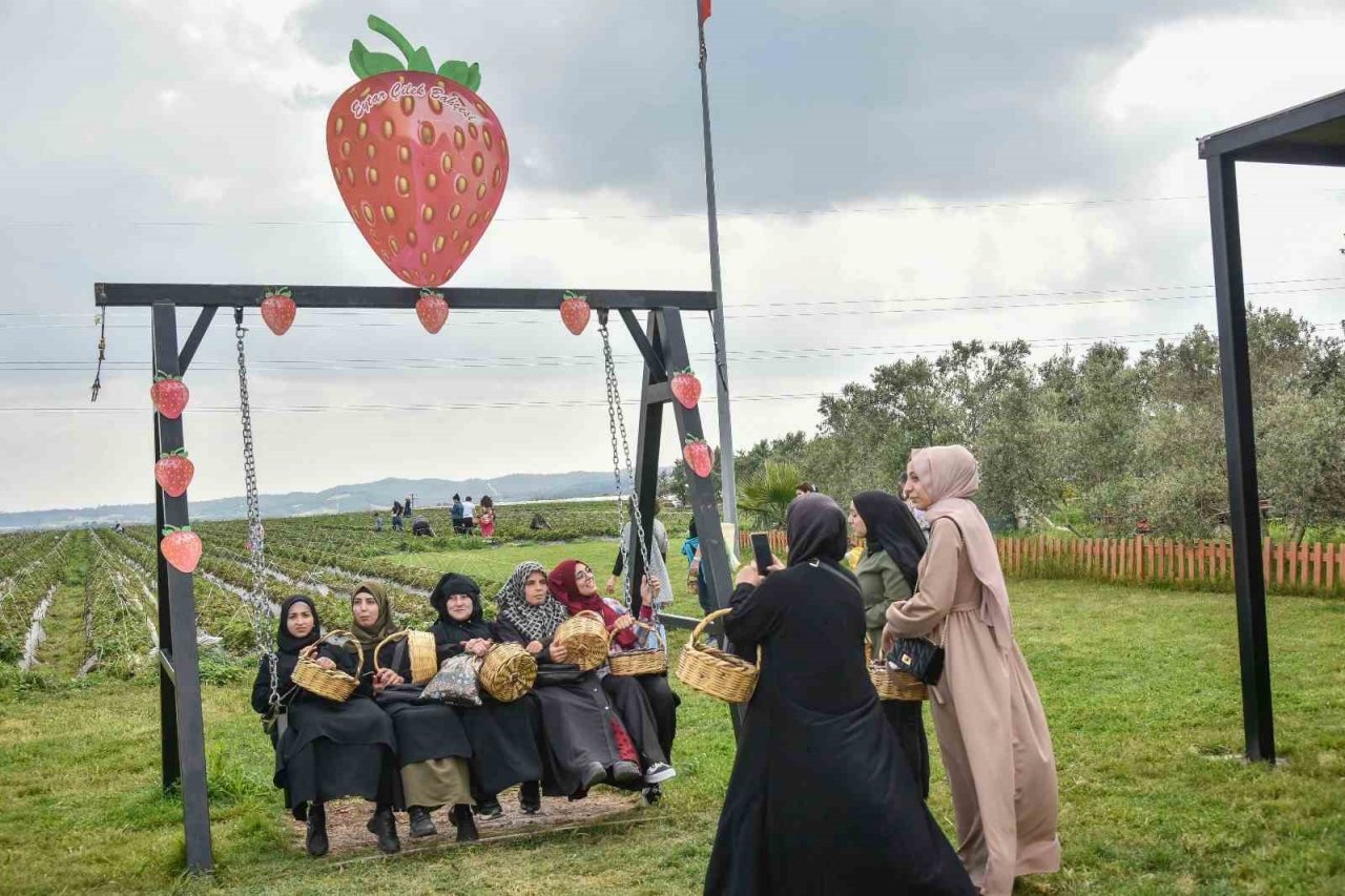 Adana Büyükşehir Belediyesi ve IOM işbirliğinde çilek hasadı etkinliği düzenlendi