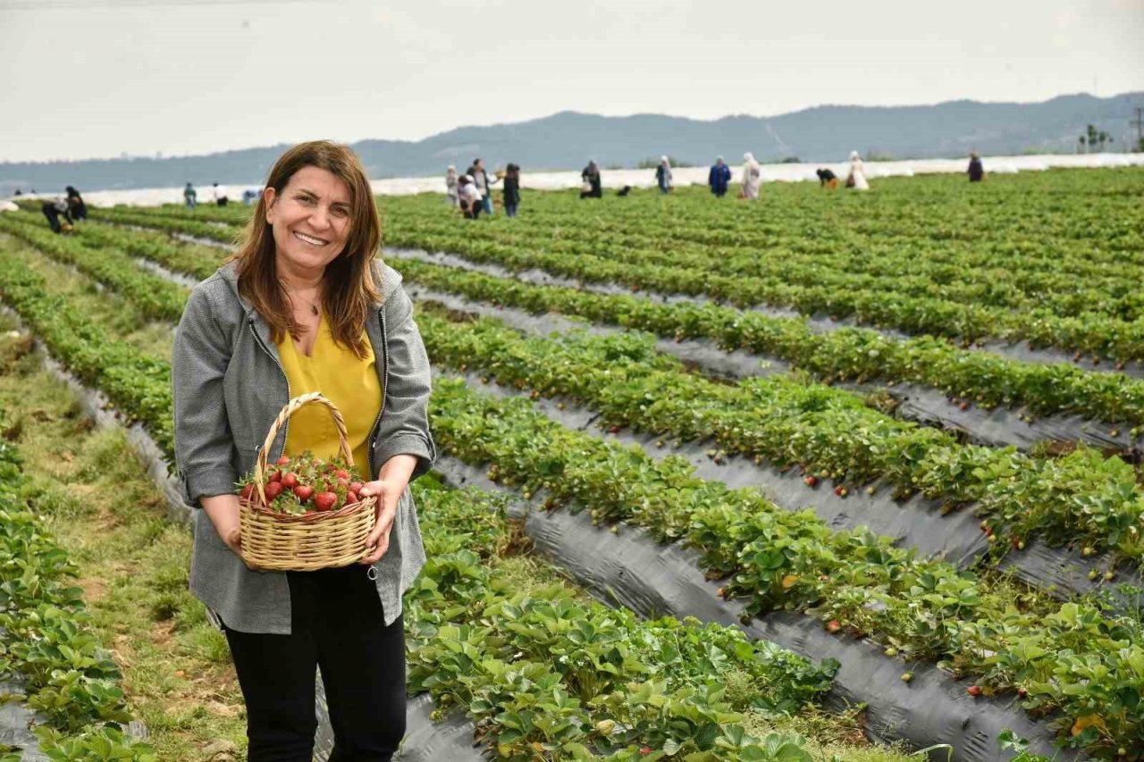 Adana Büyükşehir Belediyesi ve IOM işbirliğinde çilek hasadı etkinliği düzenlendi