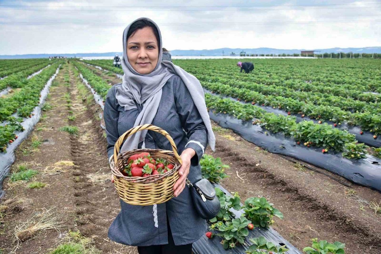 Adana Büyükşehir Belediyesi ve IOM işbirliğinde çilek hasadı etkinliği düzenlendi