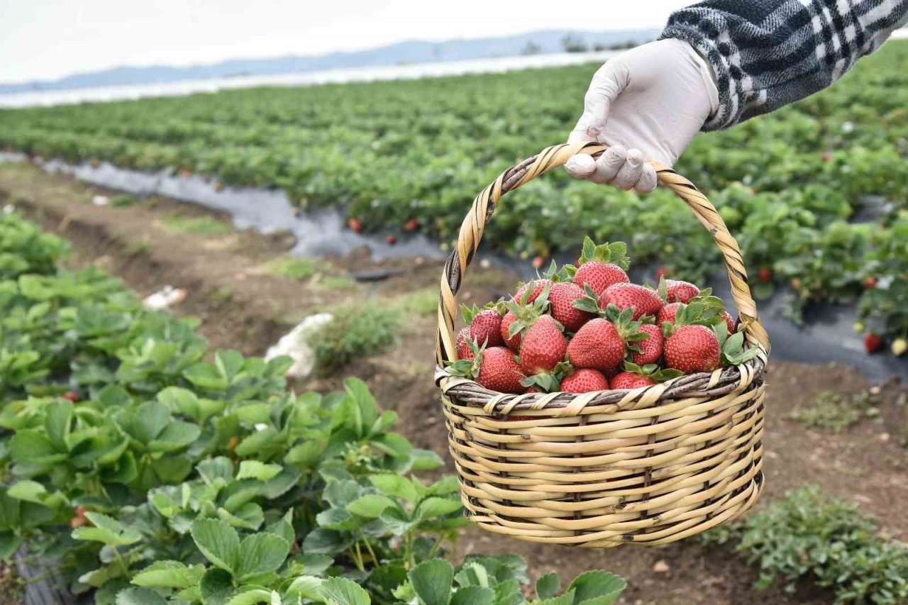 Adana Büyükşehir Belediyesi ve IOM işbirliğinde çilek hasadı etkinliği düzenlendi