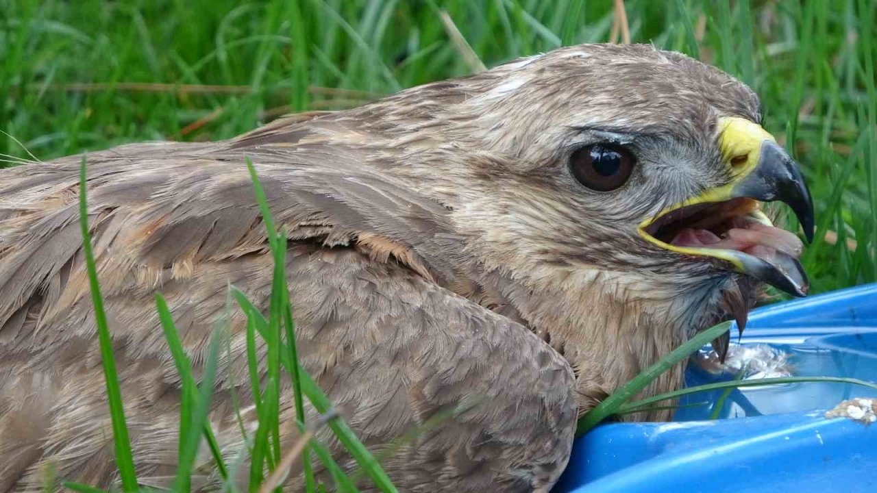 Bingöl’de yaralı bulunan yavru şahin tedavi altına alındı