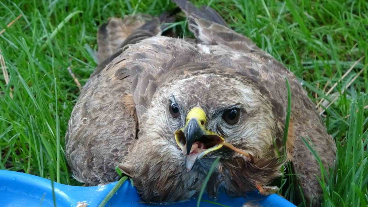 Bingöl’de yaralı bulunan yavru şahin tedavi altına alındı