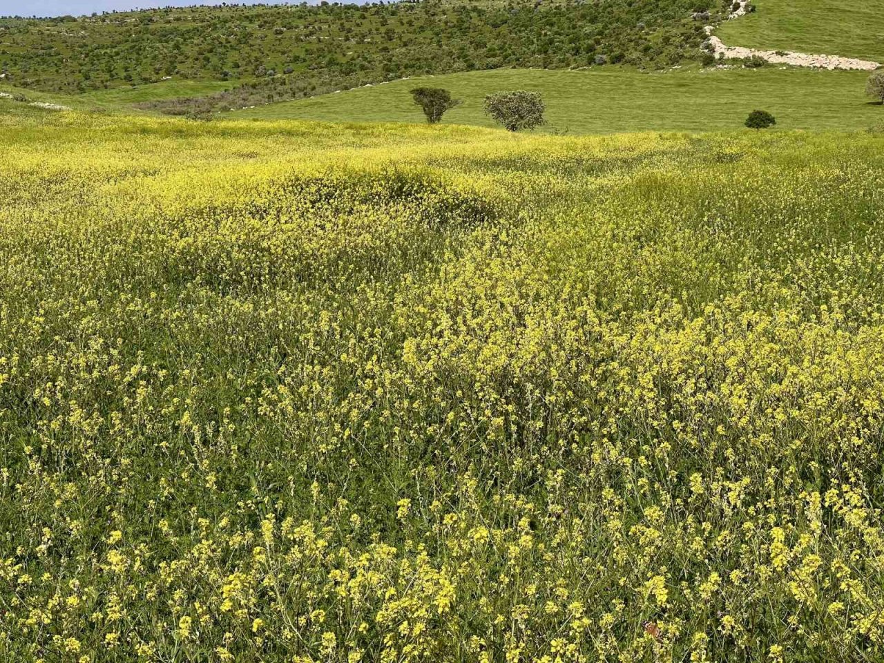 Mardin’de tarım arazilerinde renk cümbüşü