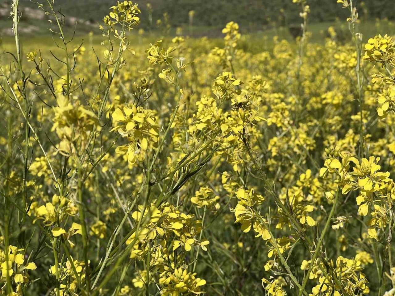 Mardin’de tarım arazilerinde renk cümbüşü