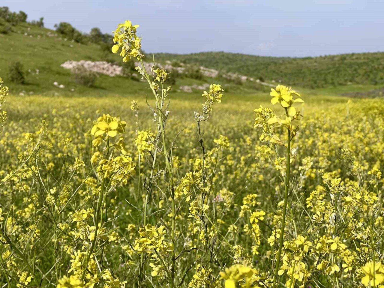 Mardin’de tarım arazilerinde renk cümbüşü