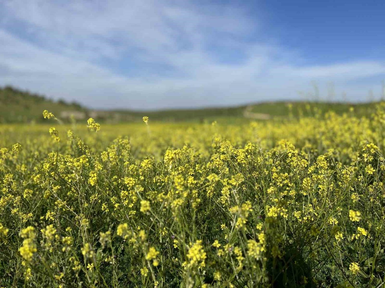 Mardin’de tarım arazilerinde renk cümbüşü