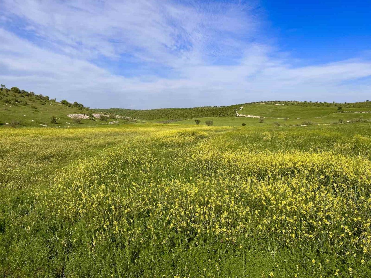 Mardin’de tarım arazilerinde renk cümbüşü