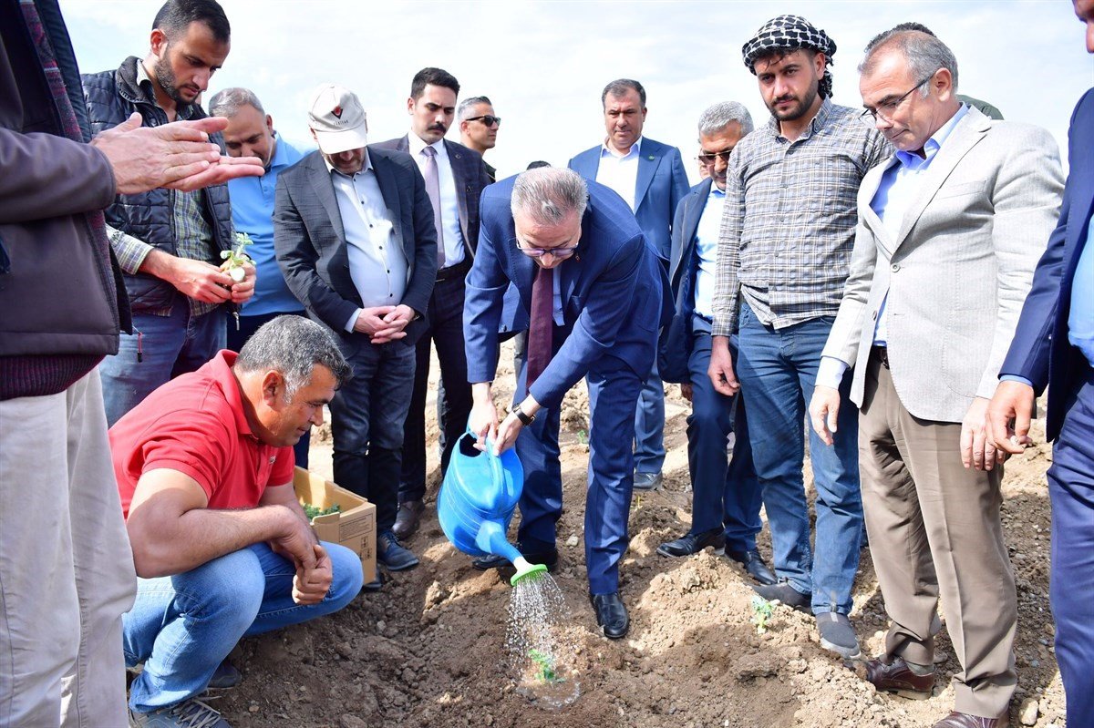 Diyarbakır’da 115 bin karpuz fidesi dağıtıldı