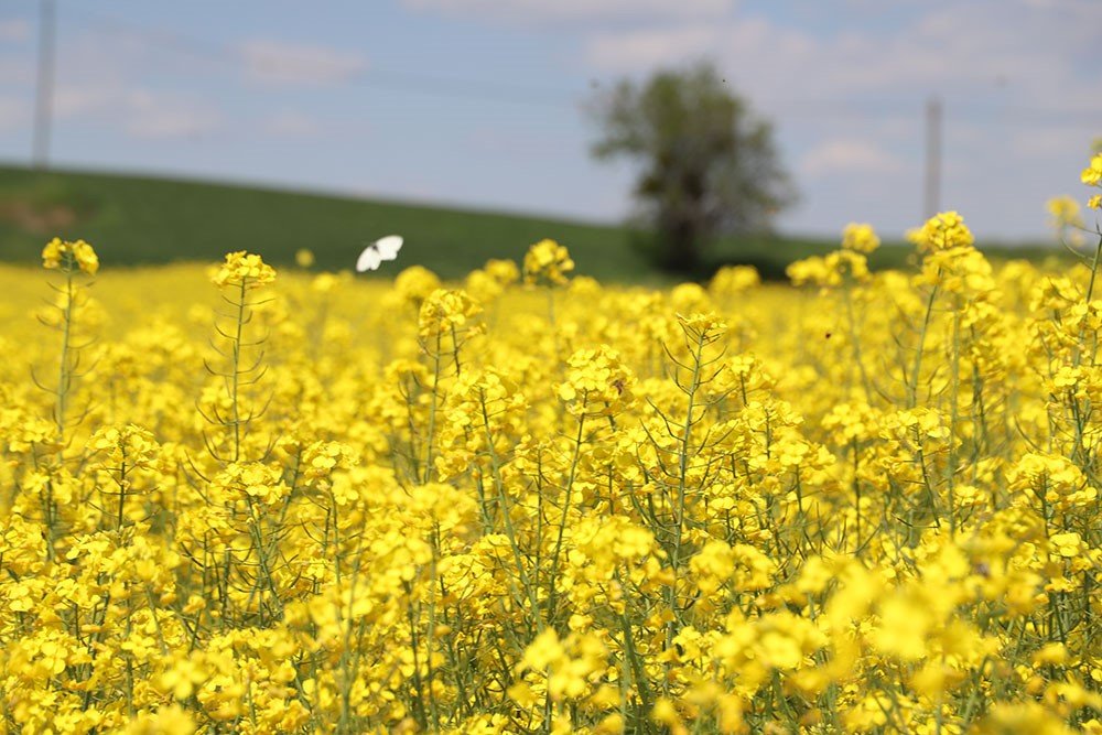 Trakya’nın yeni ‘sarı gelini’ kanola tarlaları görsel şölen sunuyor