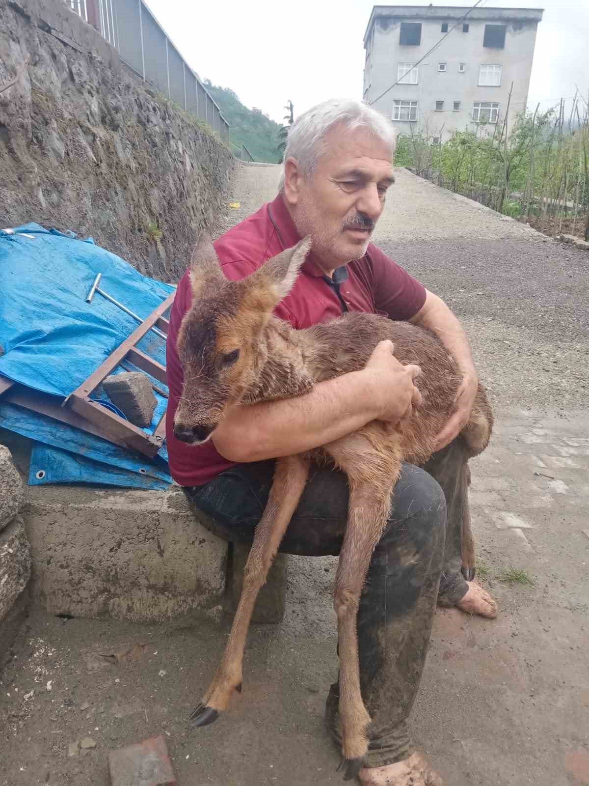 Trabzon’da dereye düşen karaca kurtarıldı