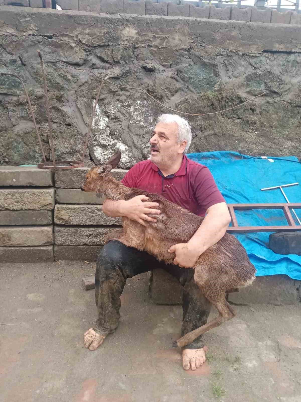 Trabzon’da dereye düşen karaca kurtarıldı