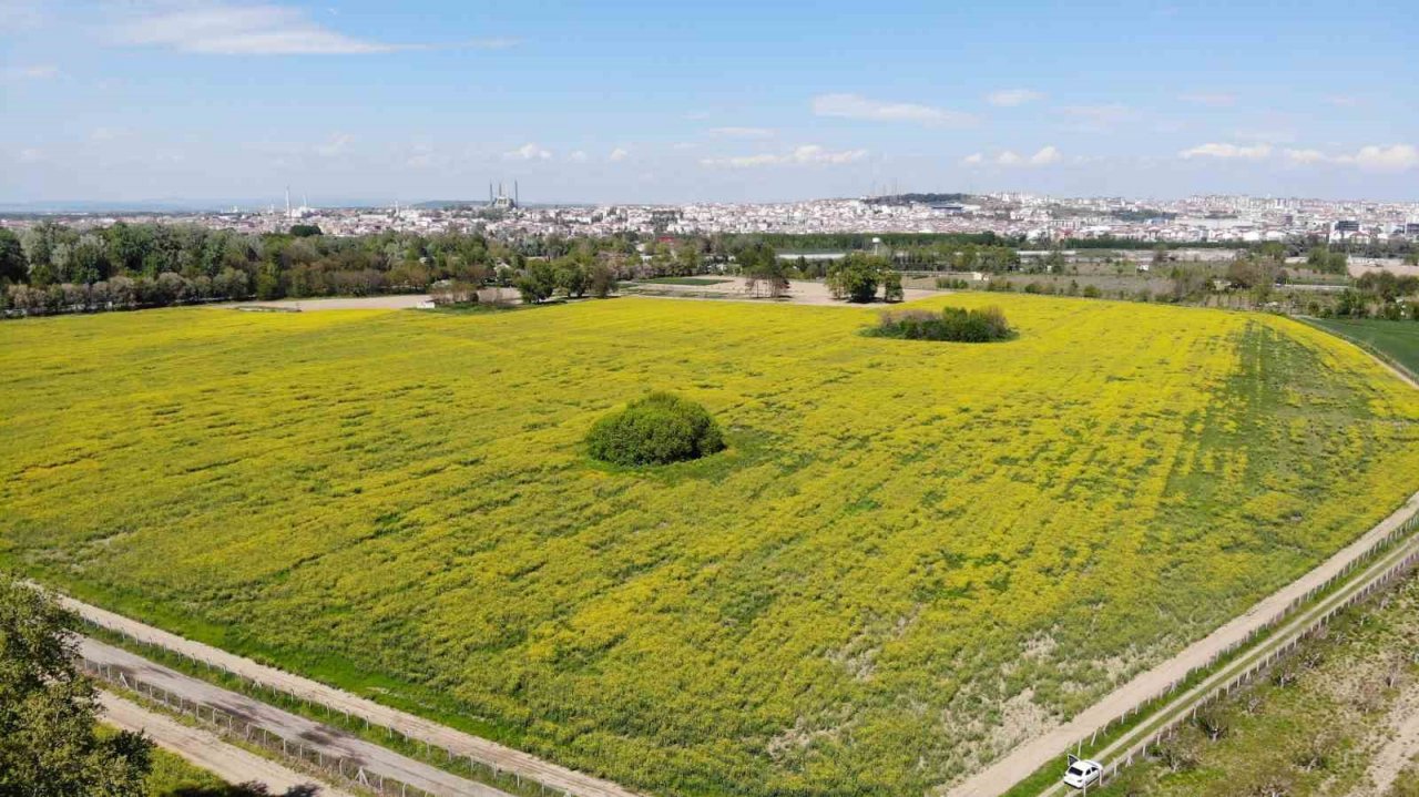 Trakya’nın yeni ‘sarı gelini’ kanola tarlaları görsel şölen sunuyor
