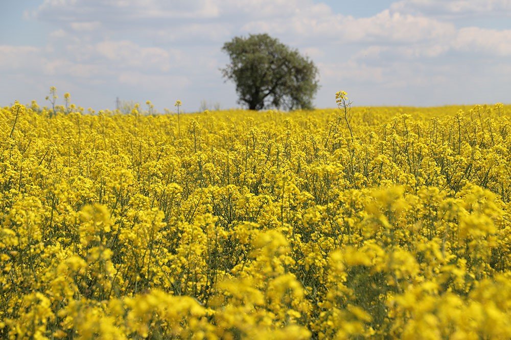 Trakya’nın yeni ‘sarı gelini’ kanola tarlaları görsel şölen sunuyor