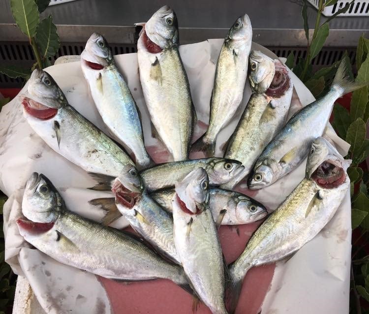 Alaplı’da balık fiyatları yükseldi