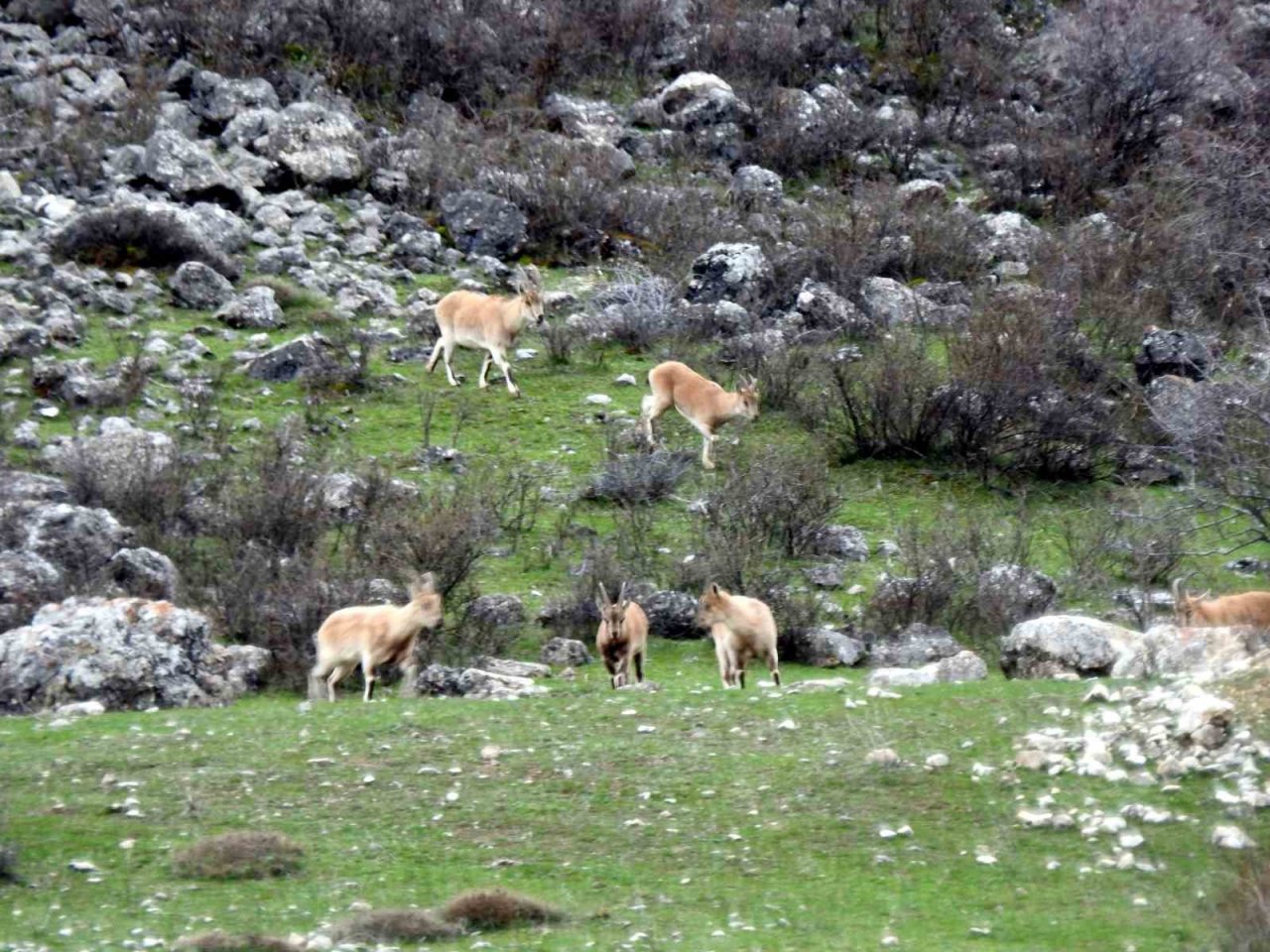 2015 yılında uydu üzerinden keşfedilen Munzur’daki buzul yerinde görüntülendi