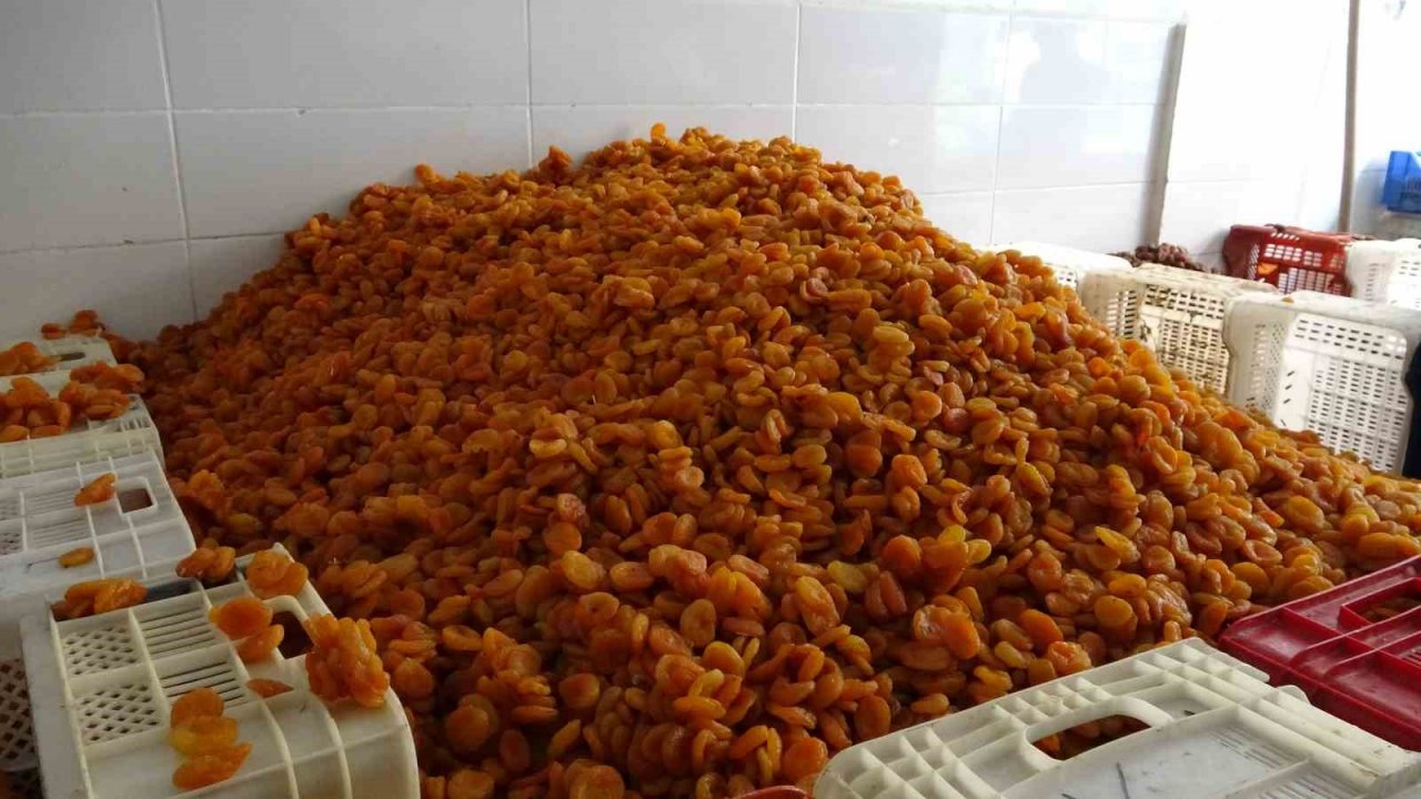 Kuru kayısı ihracatı depreme rağmen arttı