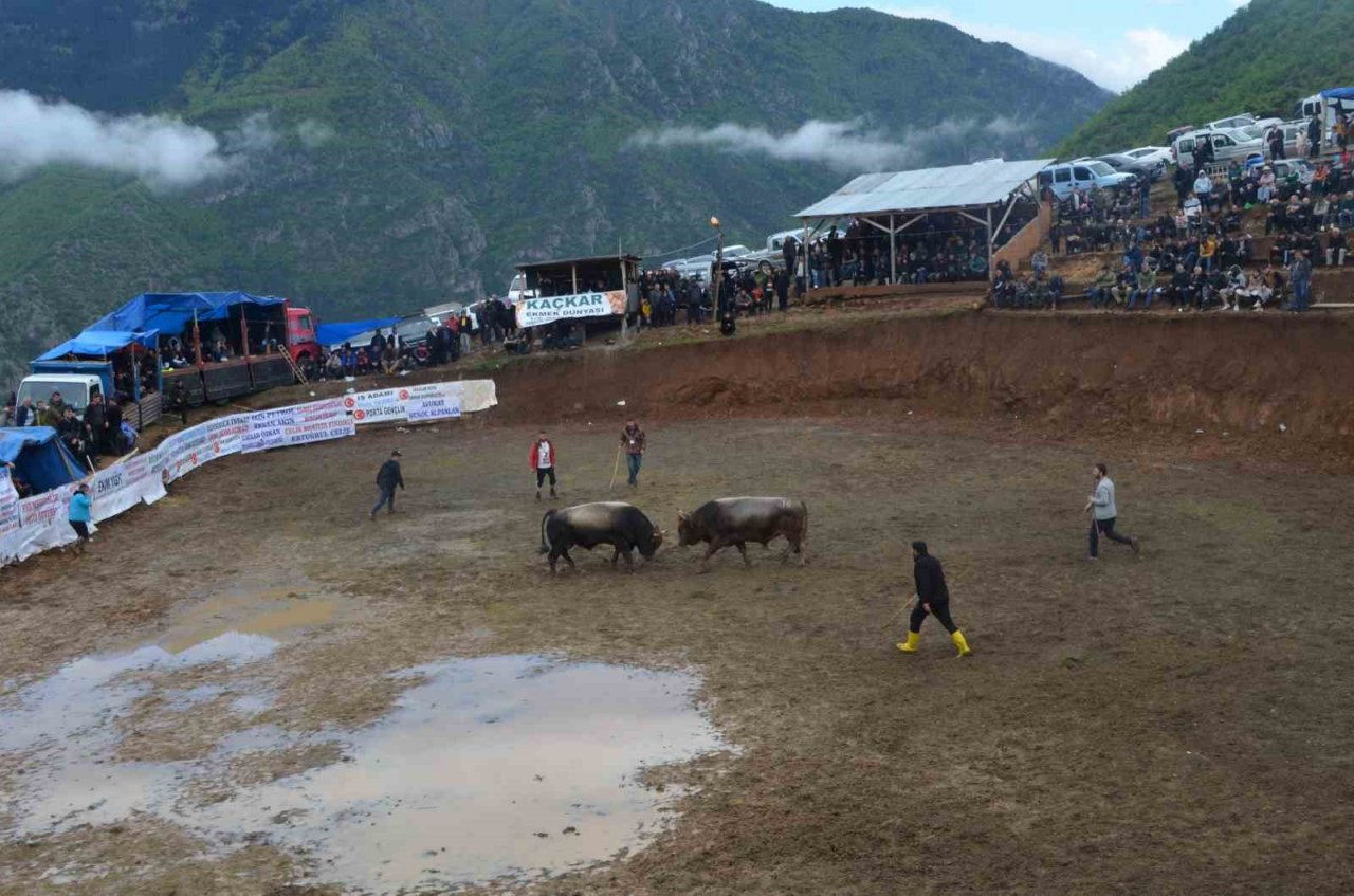 Artvin’de boğa güreşleri festivalleri başladı