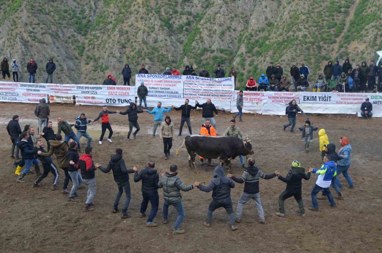 Artvin’de boğa güreşleri festivalleri başladı